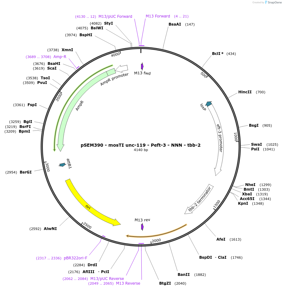 182350-plasmid-map-sequence-id-361655