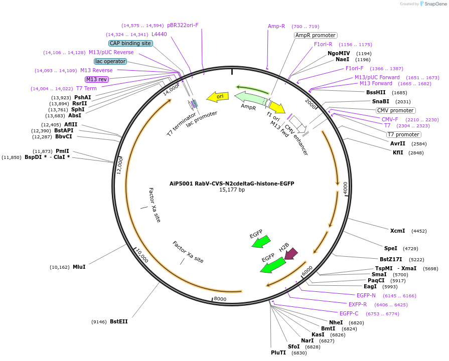 176283-plasmid-map-sequence-id-361660