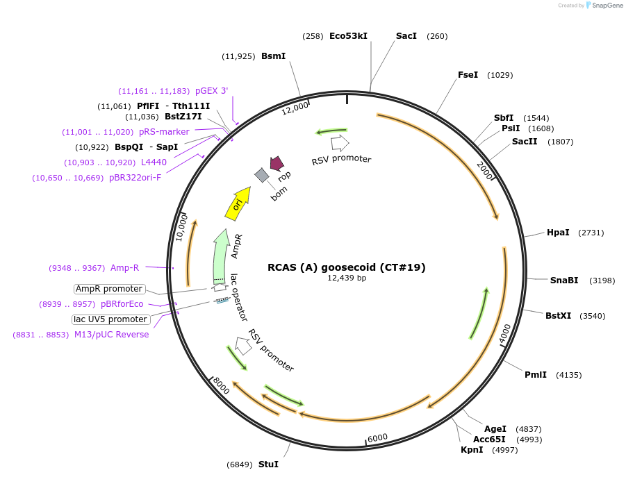13984-plasmid-map-sequence-id-361670