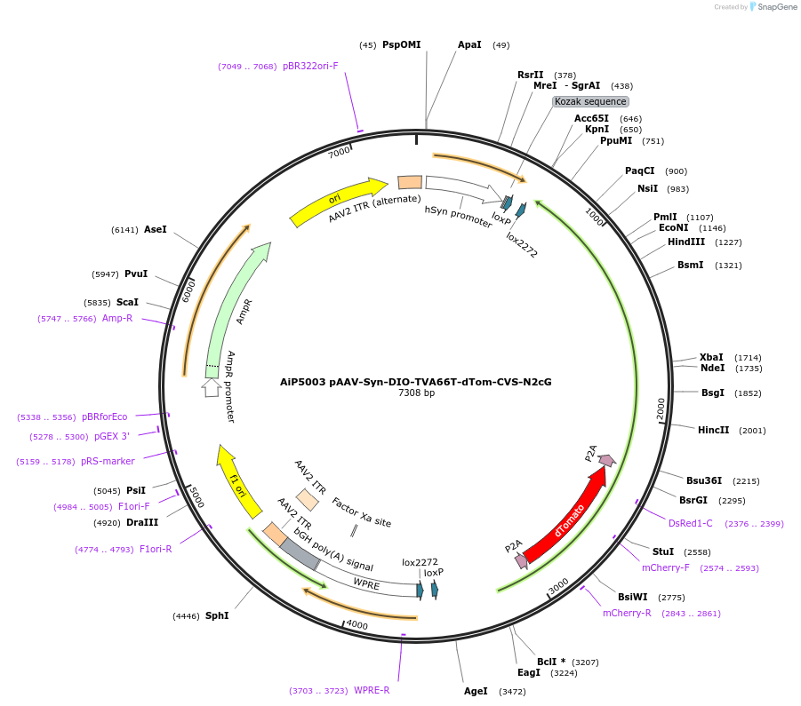 176285-plasmid-map-sequence-id-361679