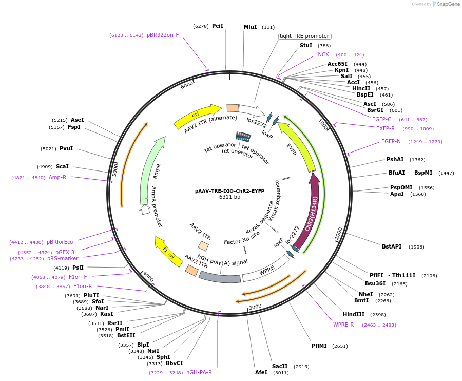 183765-plasmid-map-sequence-id-361682