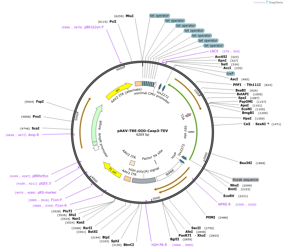 183766-plasmid-map-sequence-id-361683