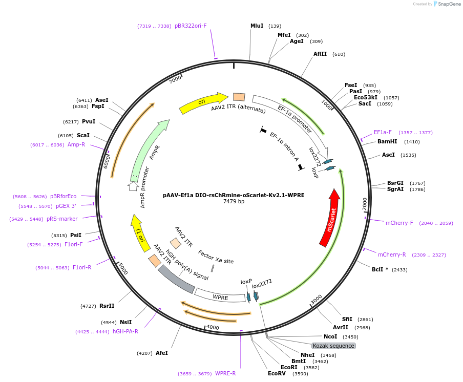 183529-plasmid-map-sequence-id-361688