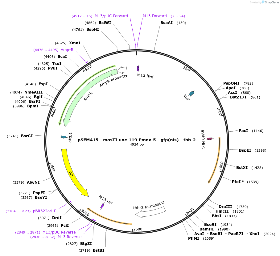 182358-plasmid-map-sequence-id-361773