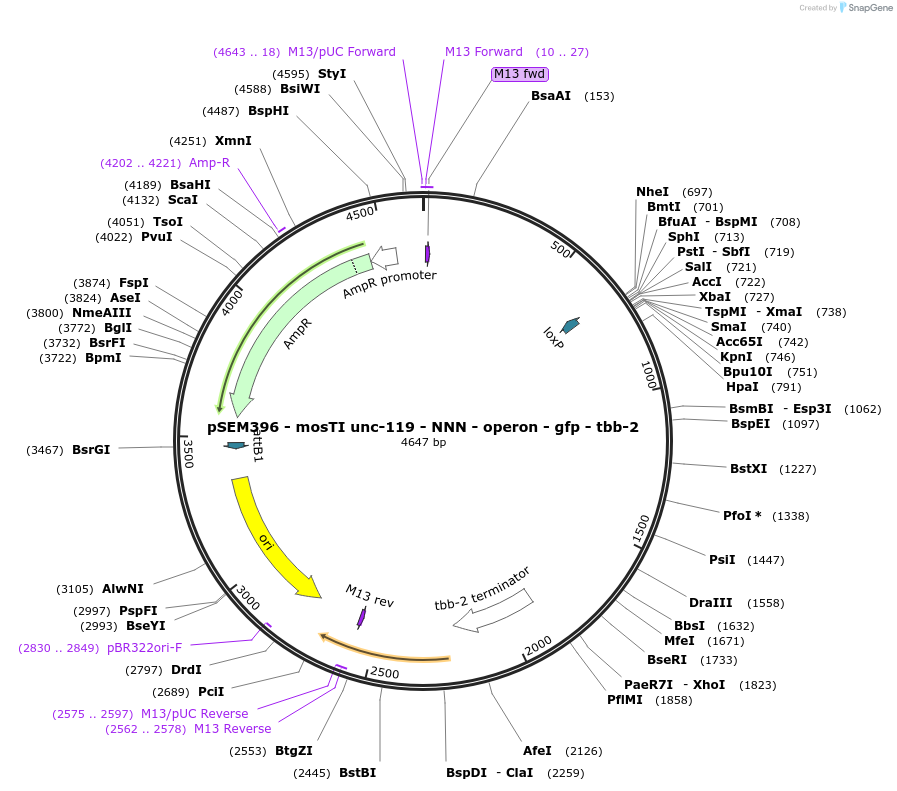 182353-plasmid-map-sequence-id-361775