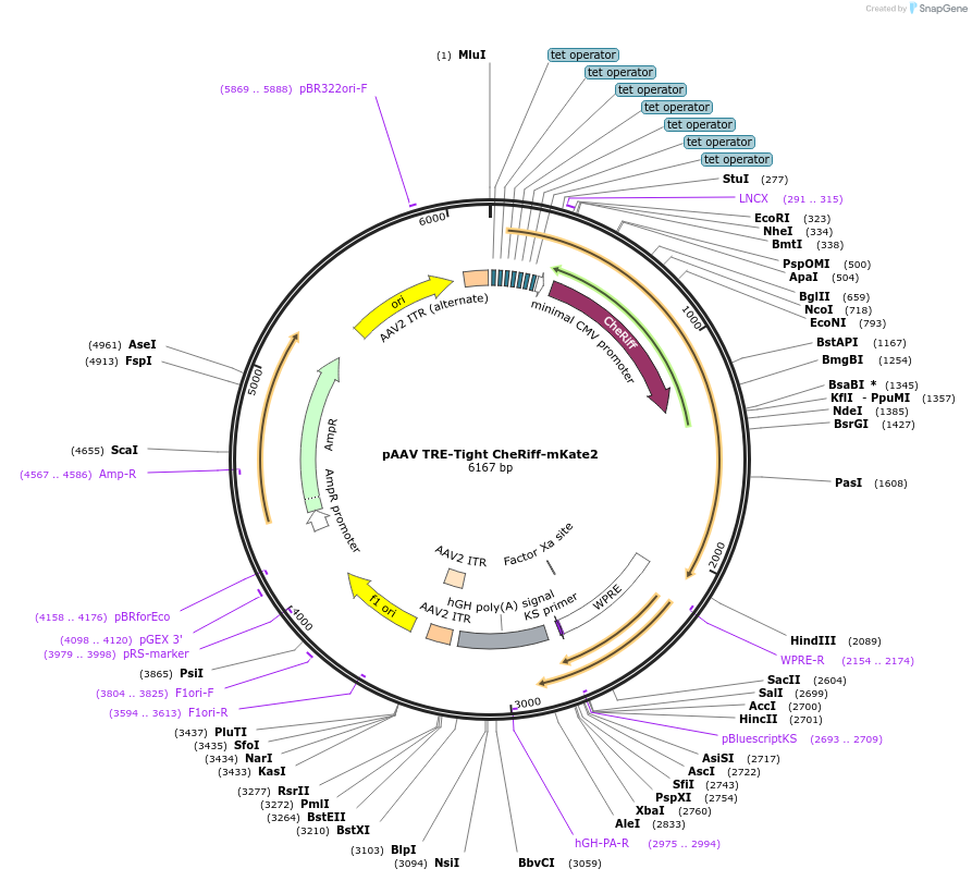 182493-plasmid-map-sequence-id-361777