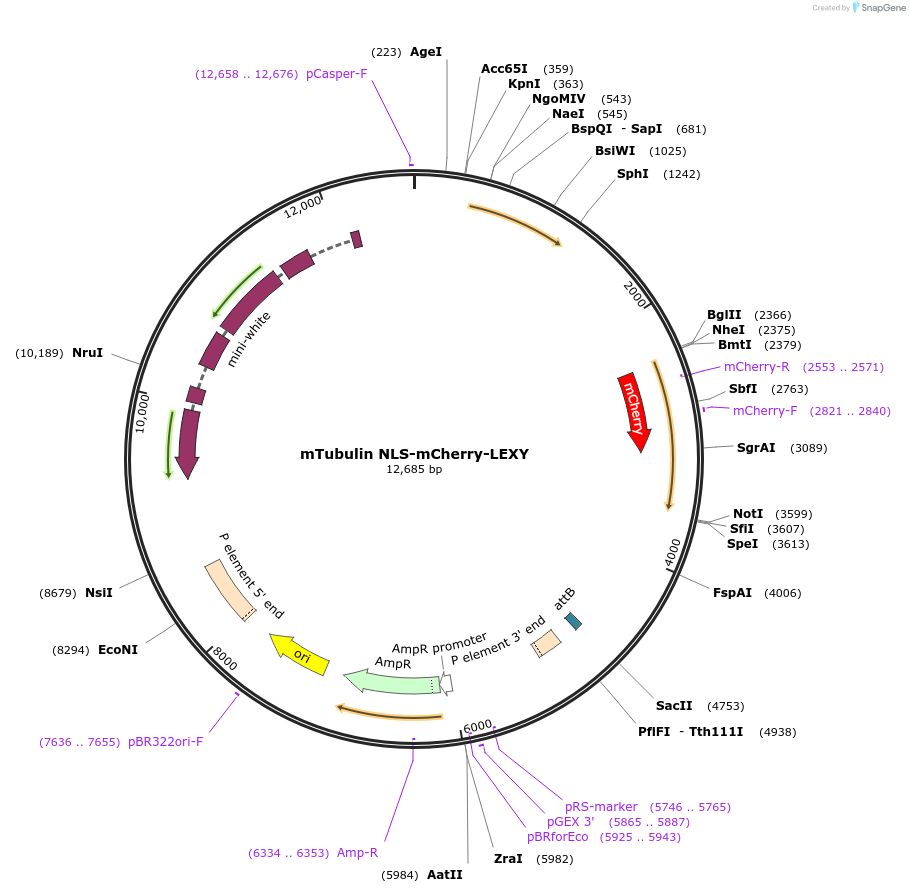 182597-plasmid-map-sequence-id-361780