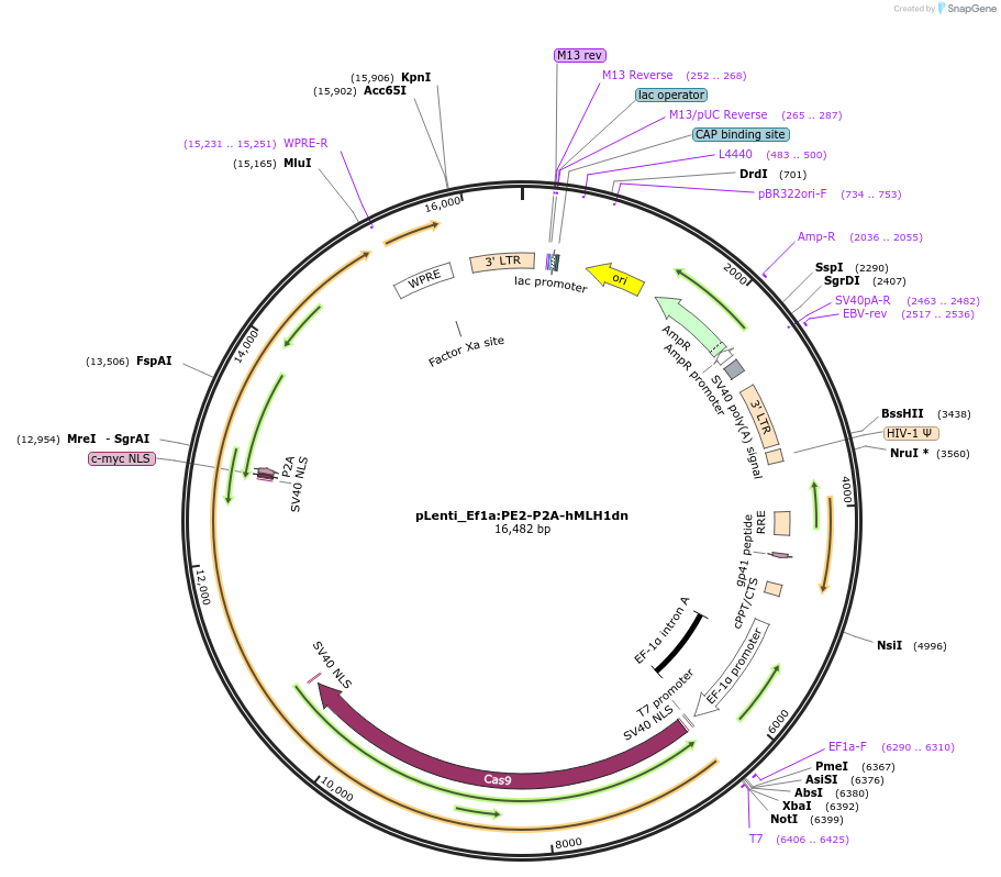 184444-plasmid-map-sequence-id-361796