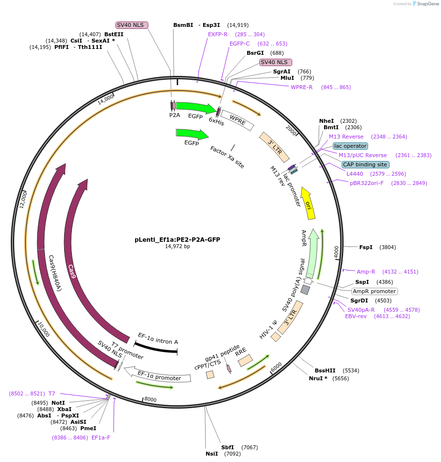 184445-plasmid-map-sequence-id-361798