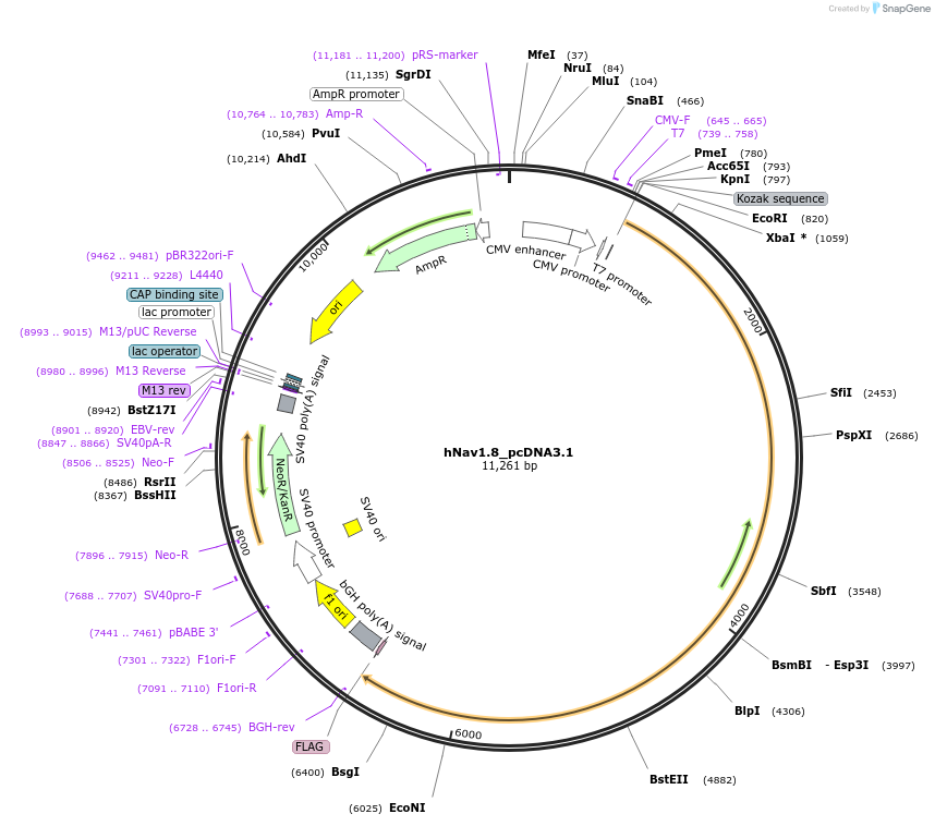 182847-plasmid-map-sequence-id-361805