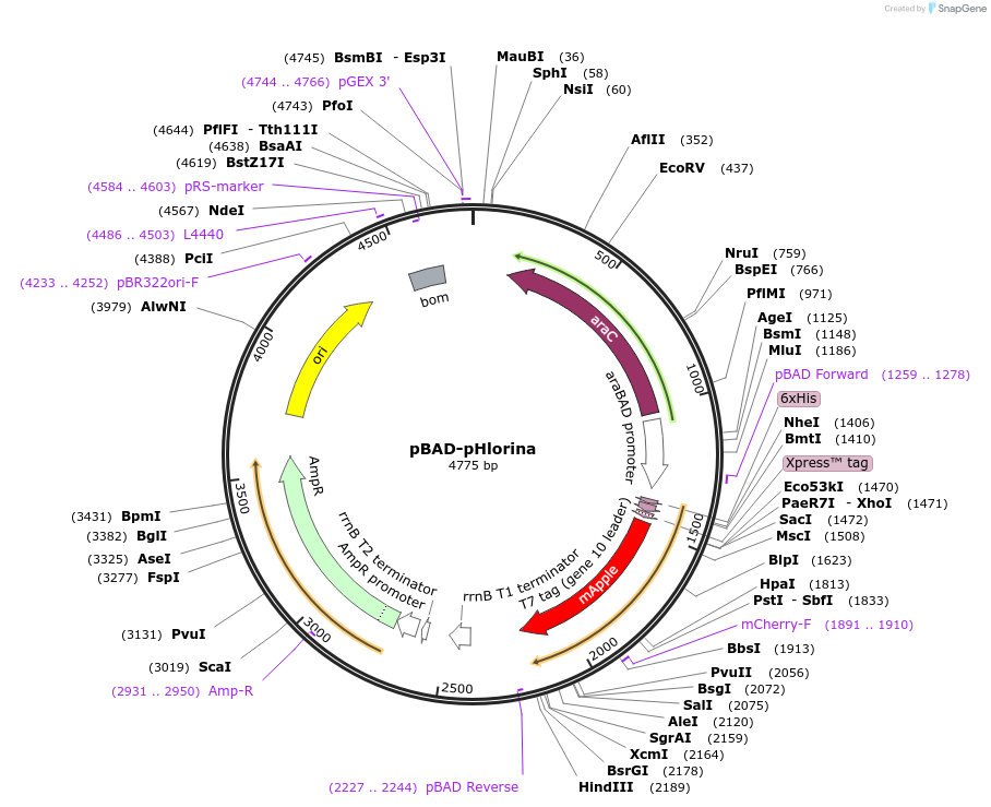 182763-plasmid-map-sequence-id-361807
