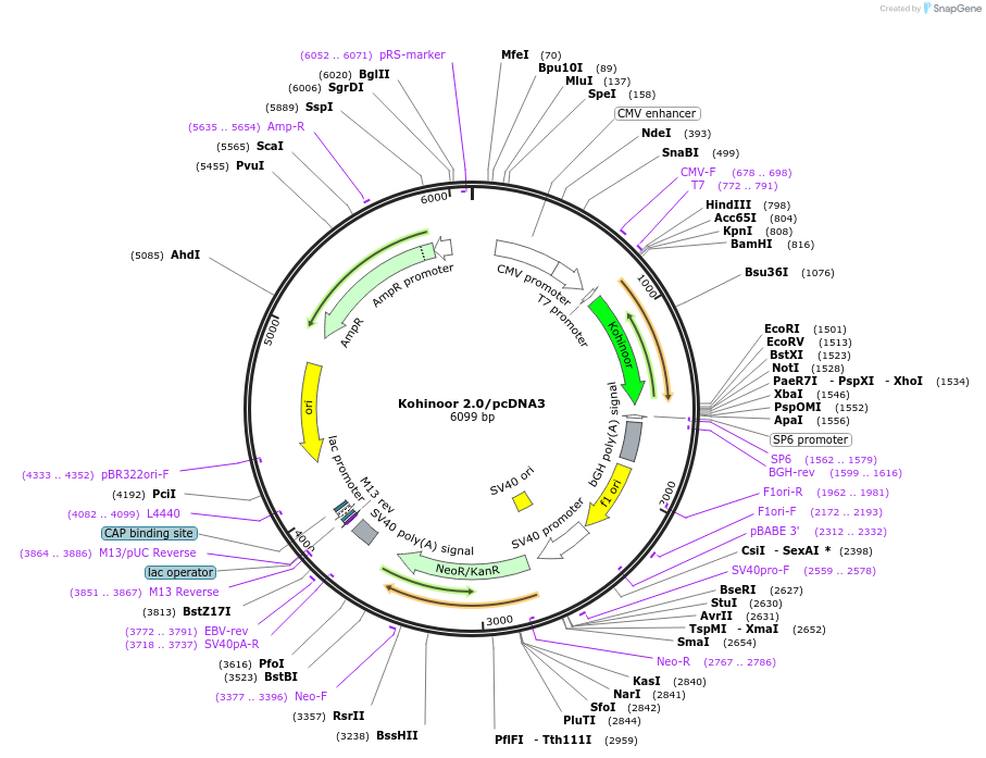 182315-plasmid-map-sequence-id-361809