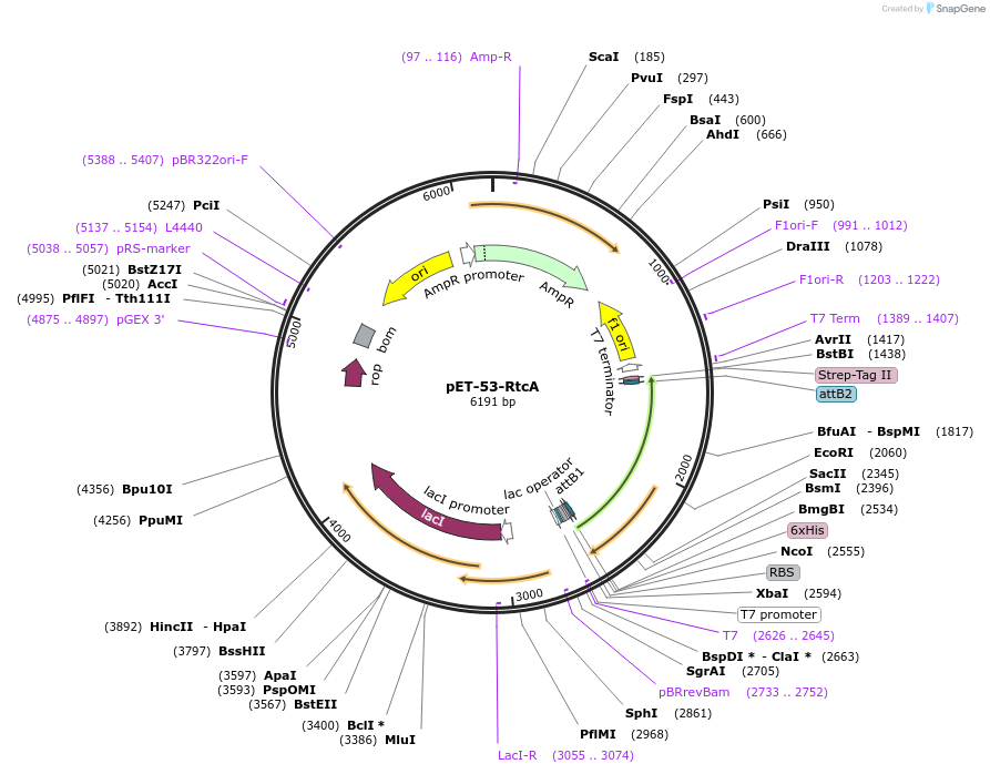 107876-plasmid-map-sequence-id-361816