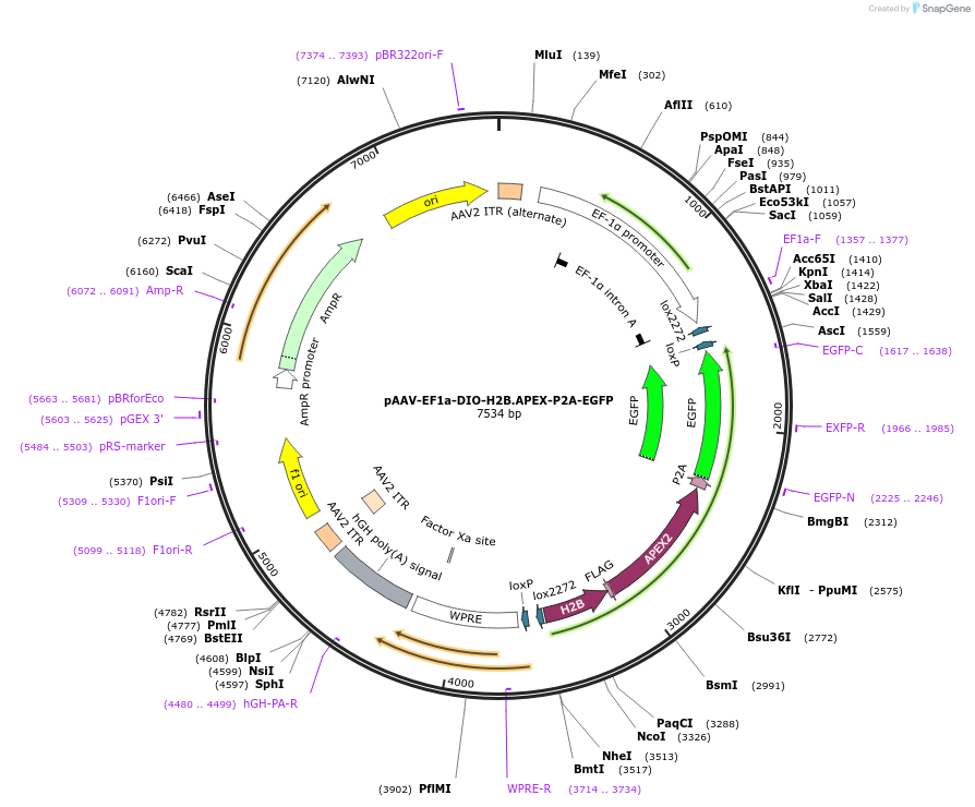 182825-plasmid-map-sequence-id-361820