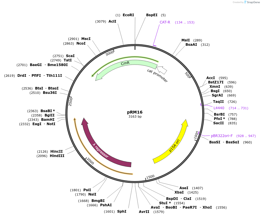 174787-plasmid-map-sequence-id-361824