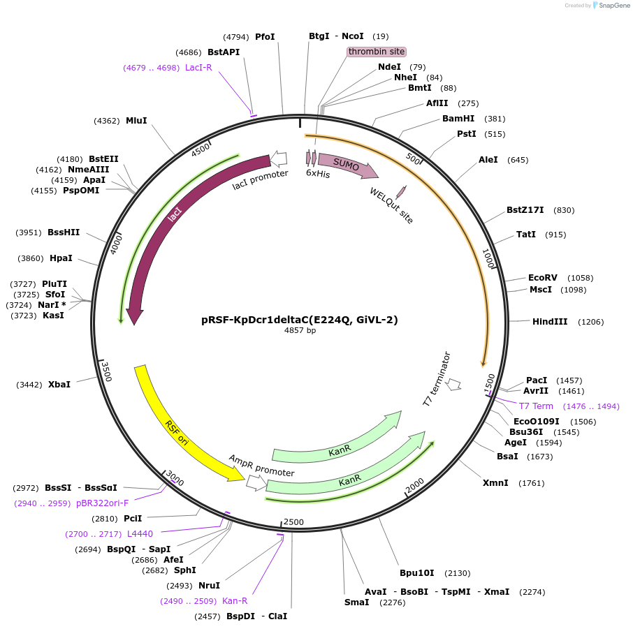32035-plasmid-map-sequence-id-36183