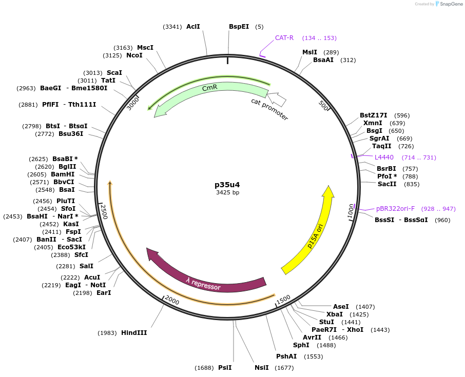 174786-plasmid-map-sequence-id-361842