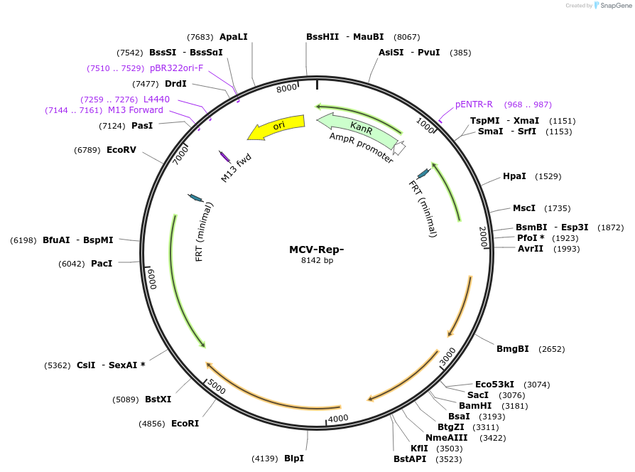 32058-plasmid-map-sequence-id-36192