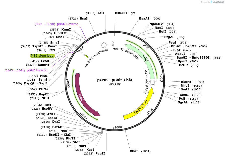 174662-plasmid-map-sequence-id-361921