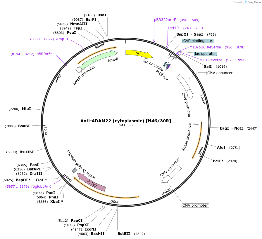 177555-plasmid-map-sequence-id-361922