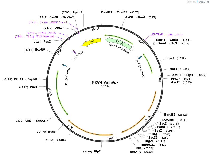 32059-plasmid-map-sequence-id-36193