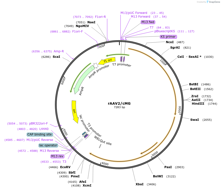 184539-plasmid-map-sequence-id-361936