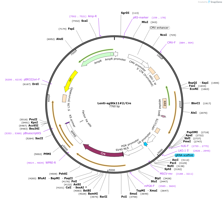 173653-plasmid-map-sequence-id-361937