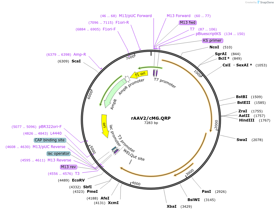 184543-plasmid-map-sequence-id-361939