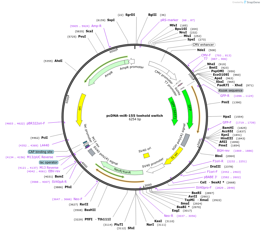 184755-plasmid-map-sequence-id-361944