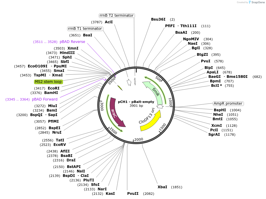 174663-plasmid-map-sequence-id-361945