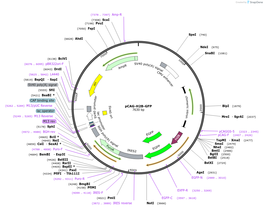 184777-plasmid-map-sequence-id-361956