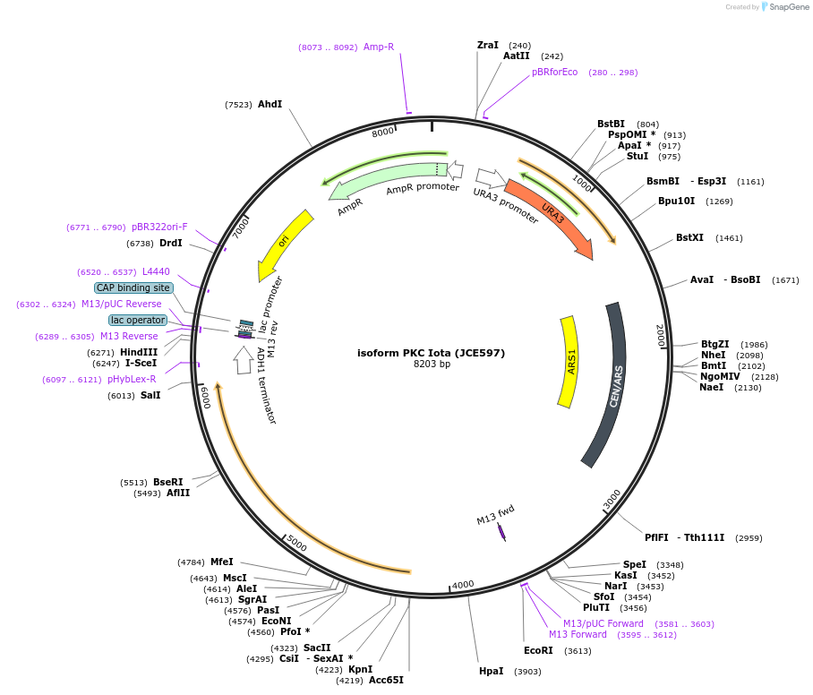 182030-plasmid-map-sequence-id-361960