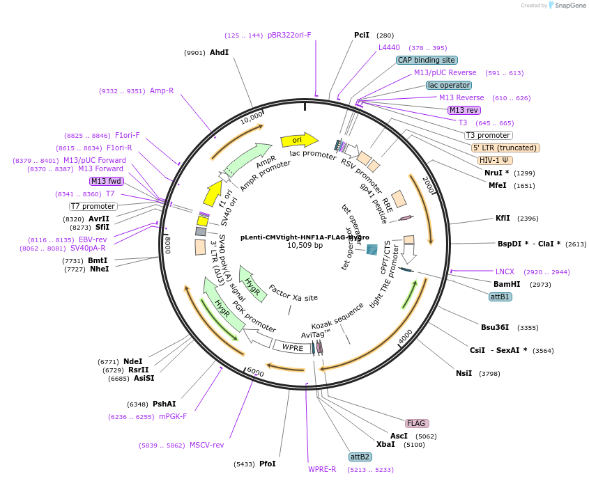 183232-plasmid-map-sequence-id-361984