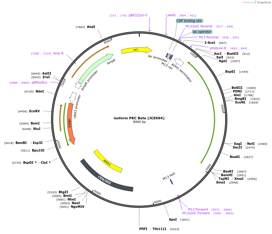 182024-plasmid-map-sequence-id-362004