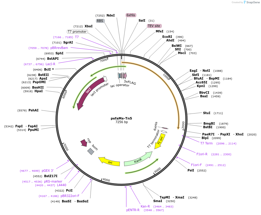 183637-plasmid-map-sequence-id-362012