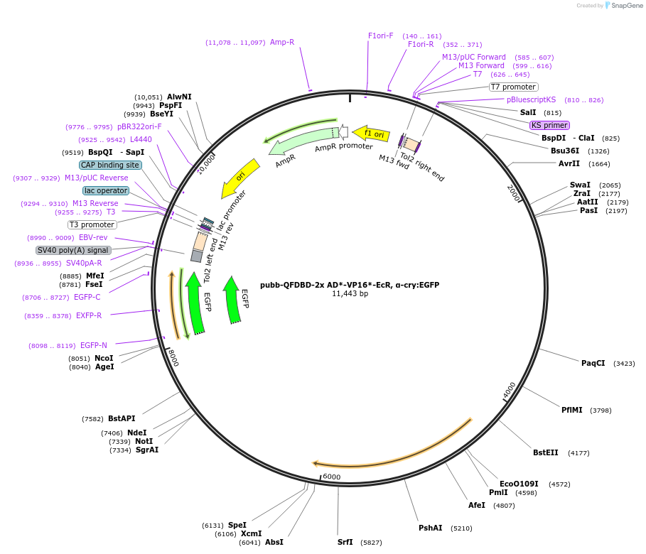 180475-plasmid-map-sequence-id-362024