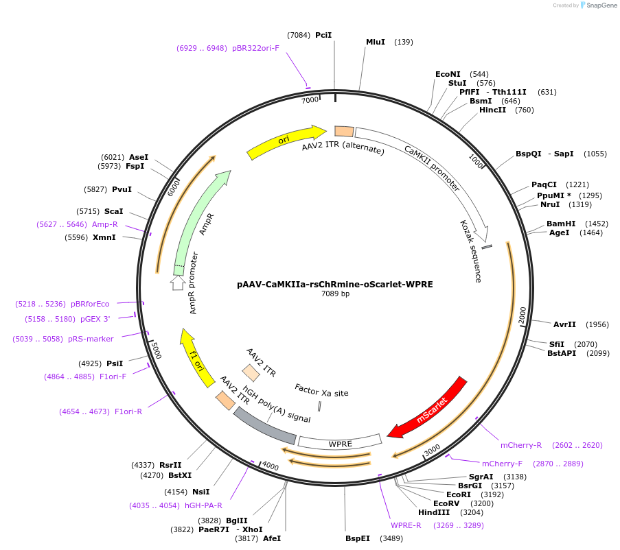183522-plasmid-map-sequence-id-362026