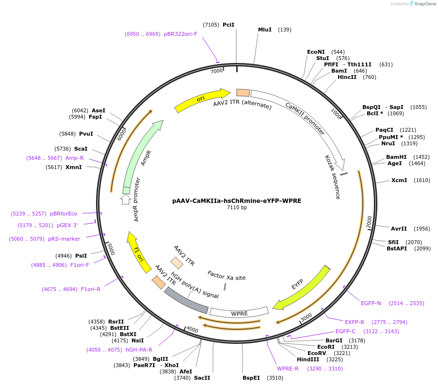 183530-plasmid-map-sequence-id-362028