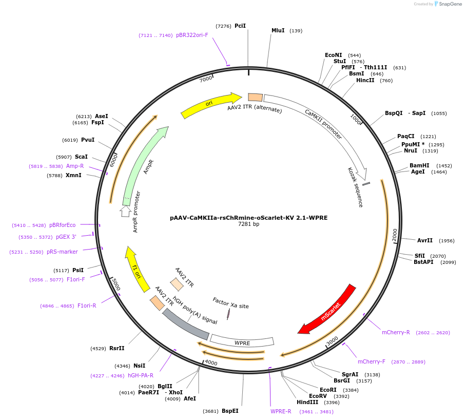 183523-plasmid-map-sequence-id-362030