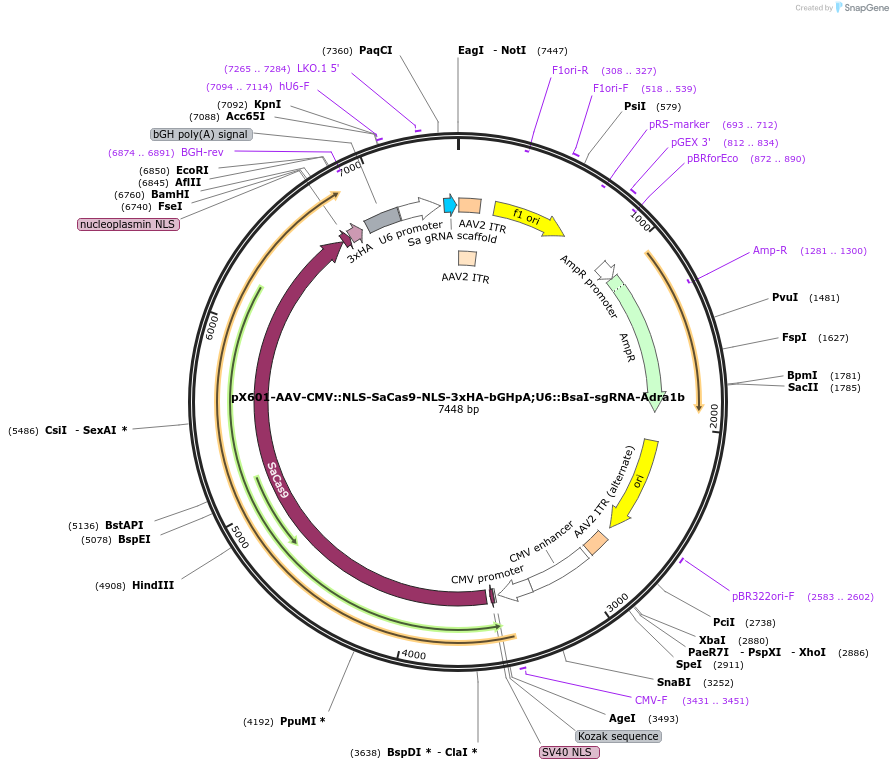 184293-plasmid-map-sequence-id-362036