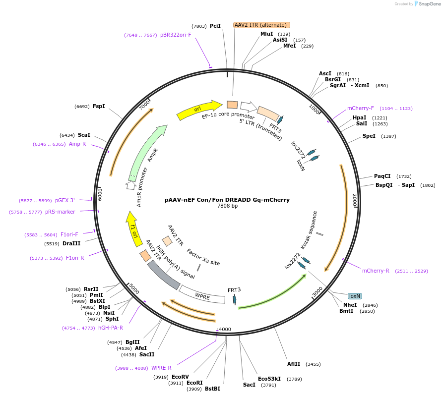 183532-plasmid-map-sequence-id-362037