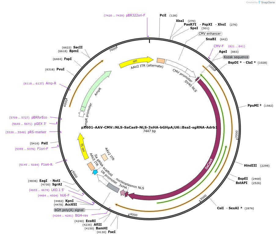 184294-plasmid-map-sequence-id-362038