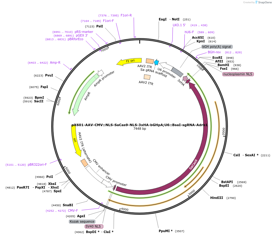 184295-plasmid-map-sequence-id-362042