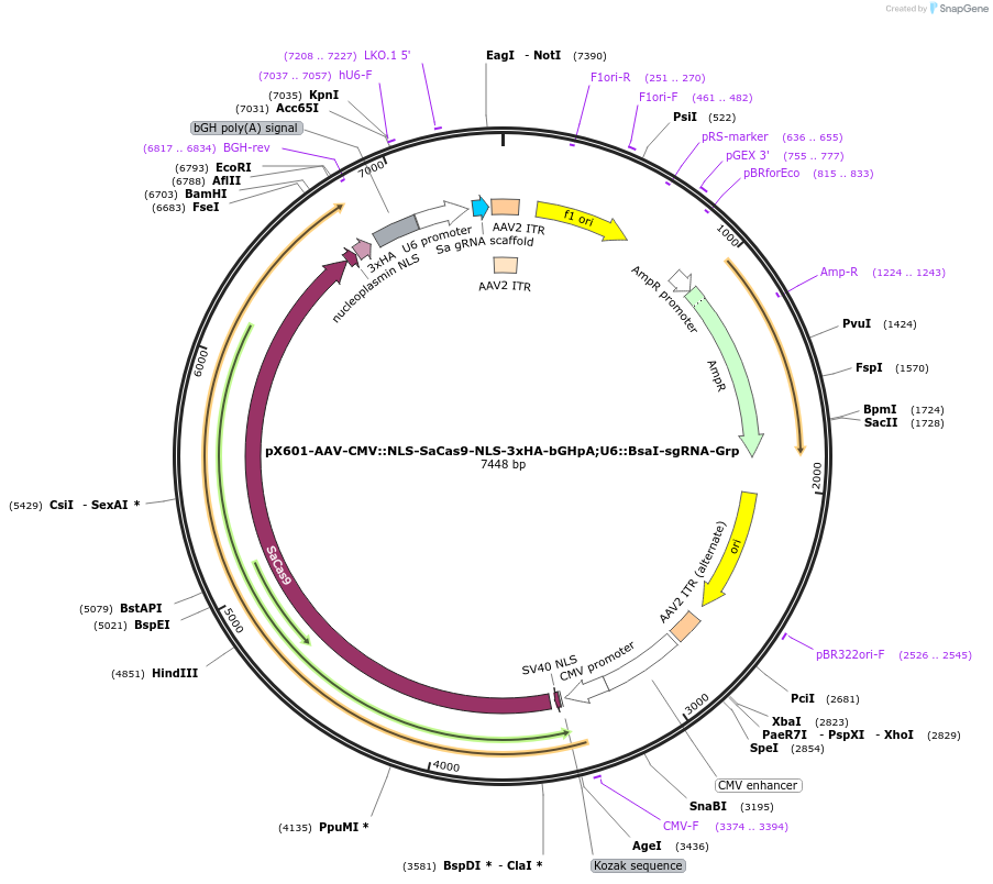 184292-plasmid-map-sequence-id-362045