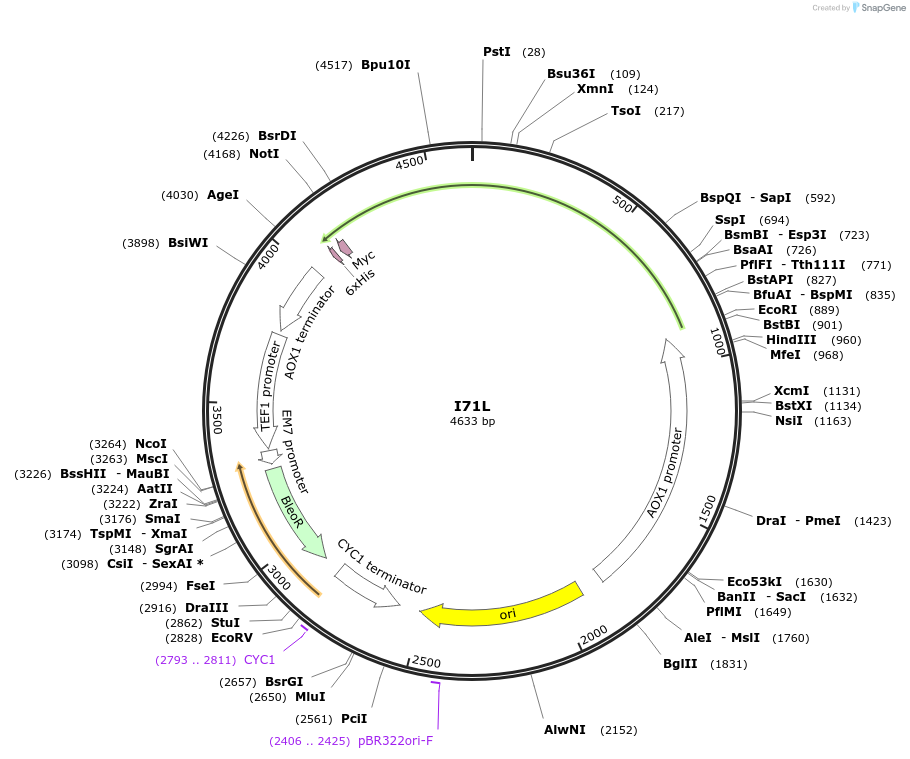 184297-plasmid-map-sequence-id-362048