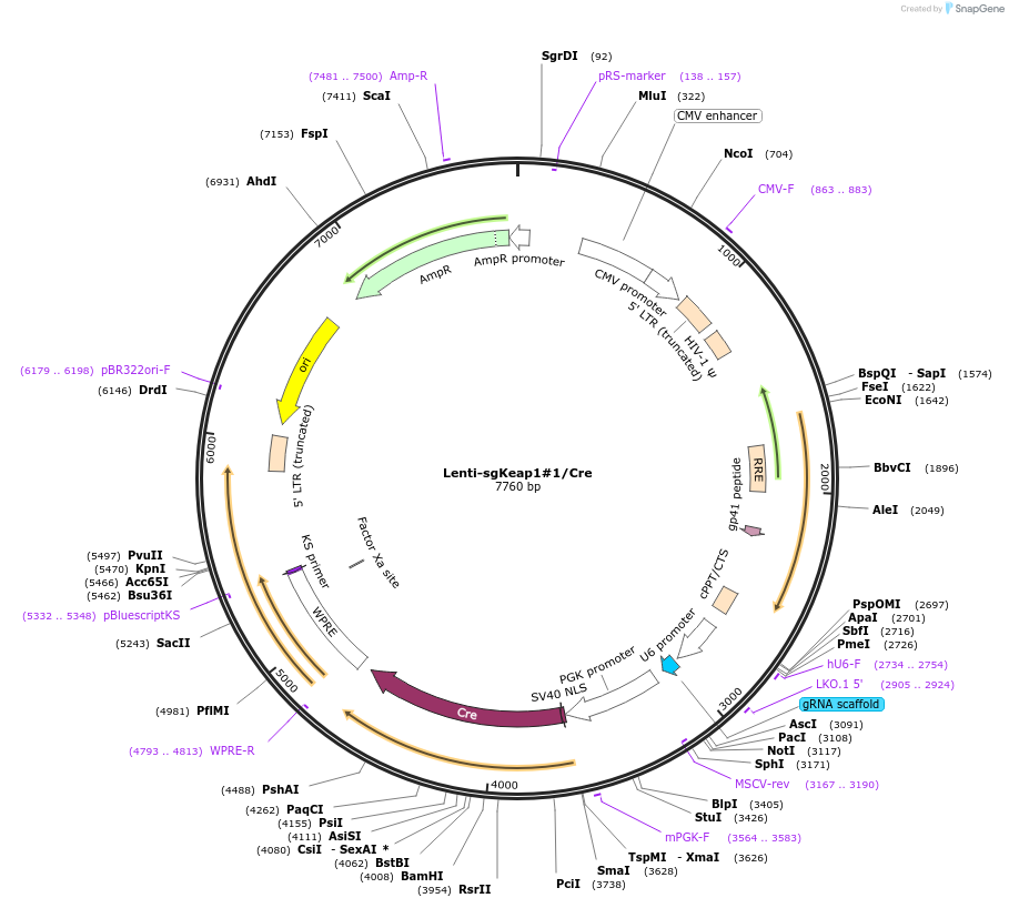 173639-plasmid-map-sequence-id-362050