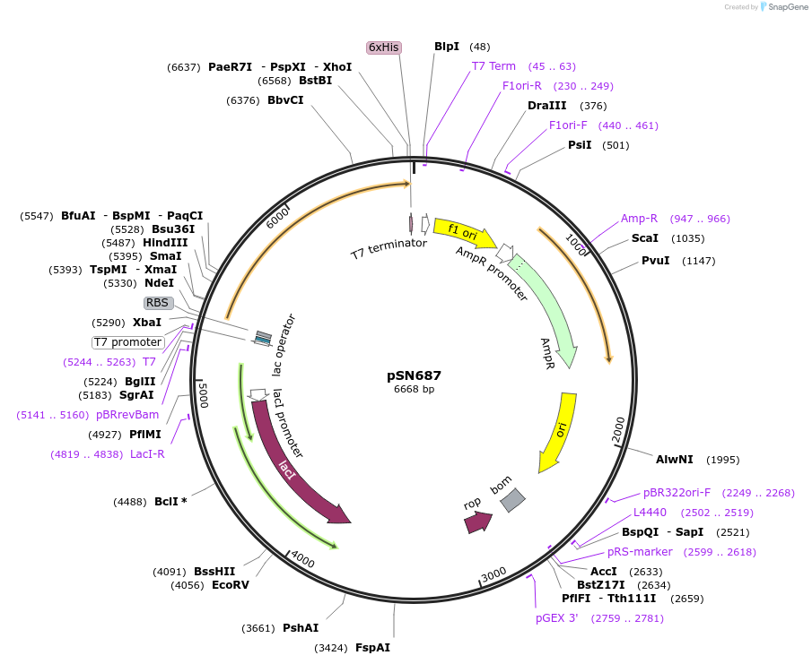 177363-plasmid-map-sequence-id-362060