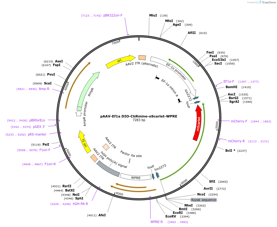 183524-plasmid-map-sequence-id-362061