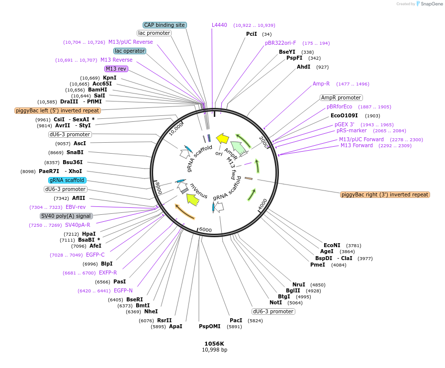 183137-plasmid-map-sequence-id-362101