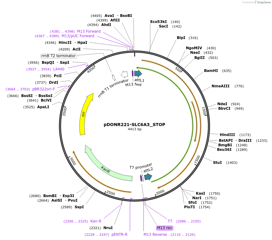 161326-plasmid-map-sequence-id-362126